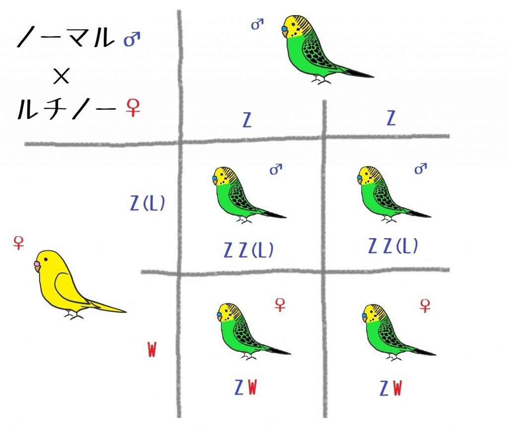 ルチノー アルビノはメスが多い セキセイインコの遺伝 アウトドアと音楽の生活